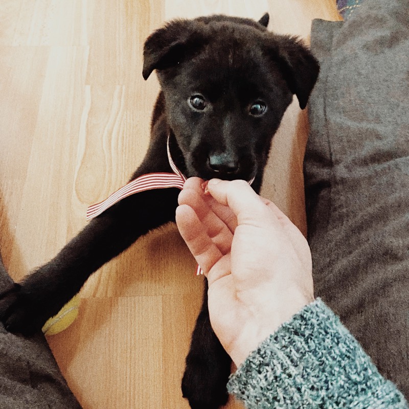 Our first dog Bentley