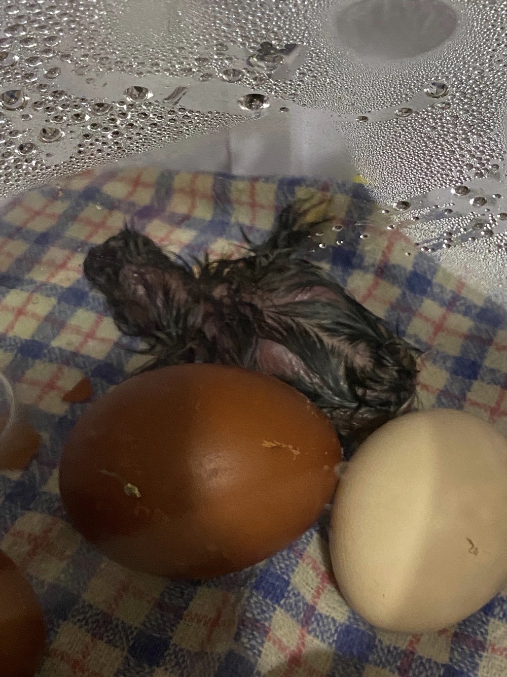 Chicks_1.jpeg?timestamp=1716073334993