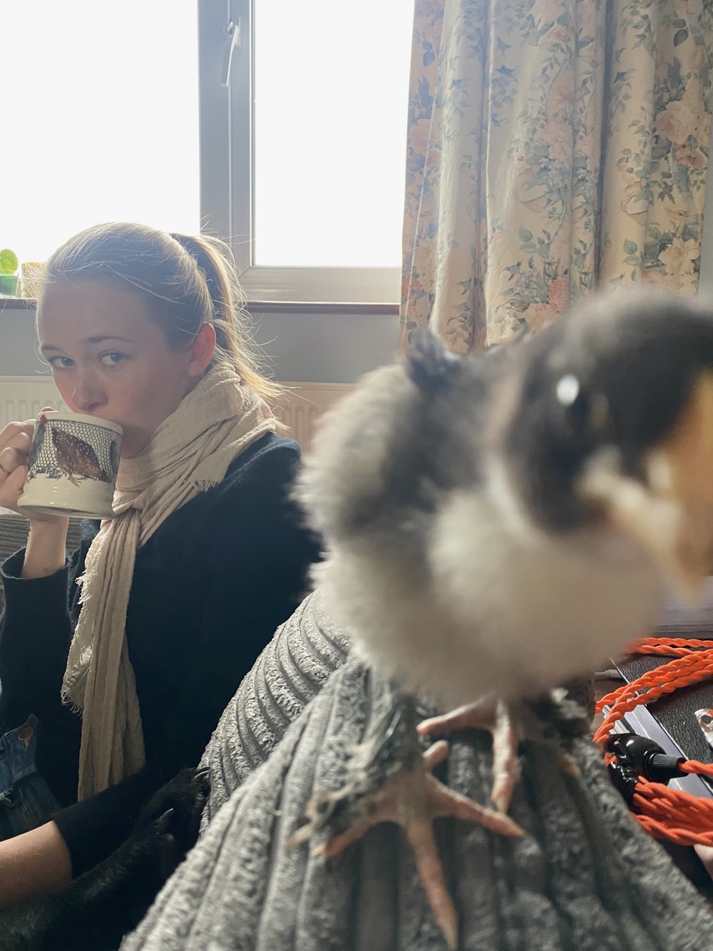 Chicks_10.jpeg?timestamp=1716073573814