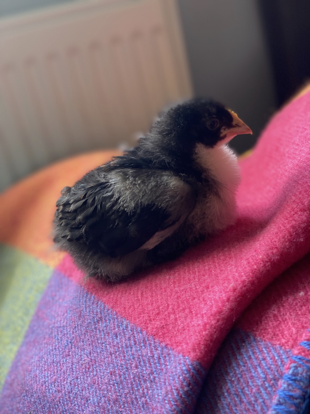Chicks_12.jpeg