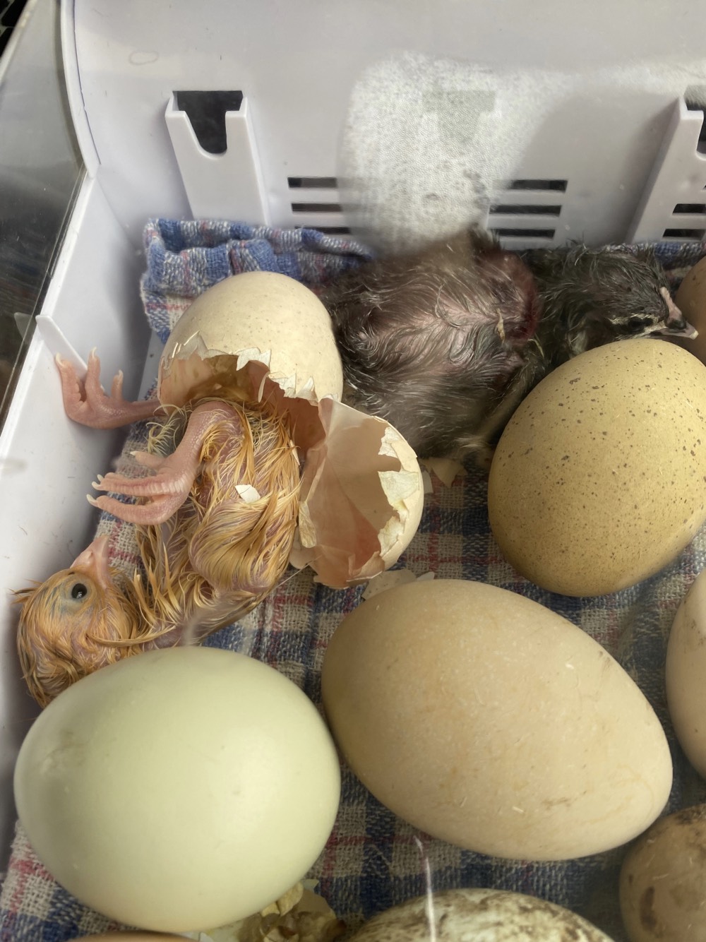 Chicks_13.jpeg?timestamp=1716073639353