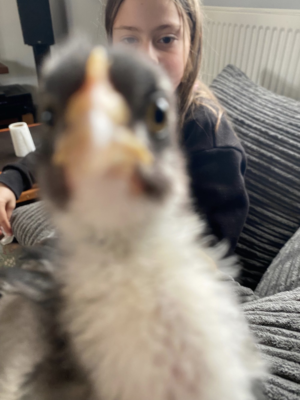 Chicks_14.jpeg