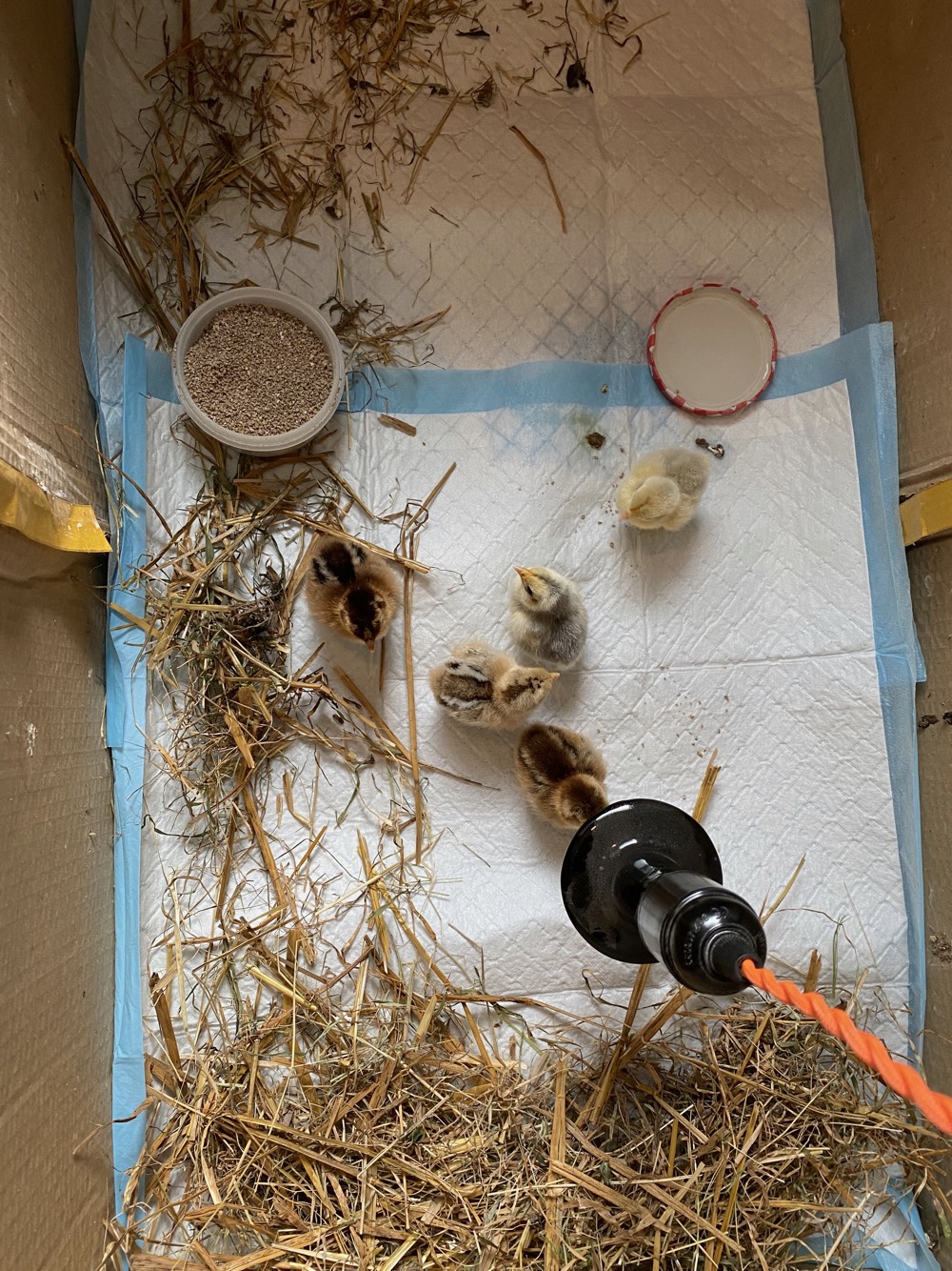 Chicks_15.jpeg?timestamp=1716073727299