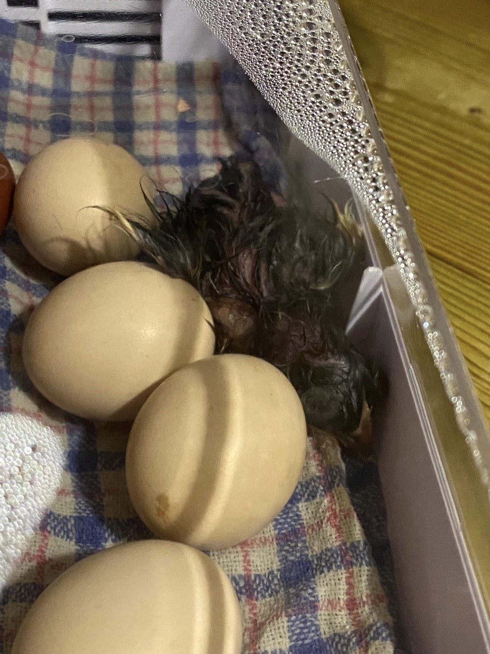 Chicks_2.jpeg