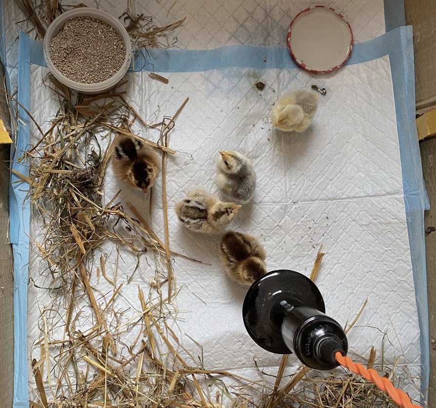 Chicks_20.jpeg?timestamp=1716073937018
