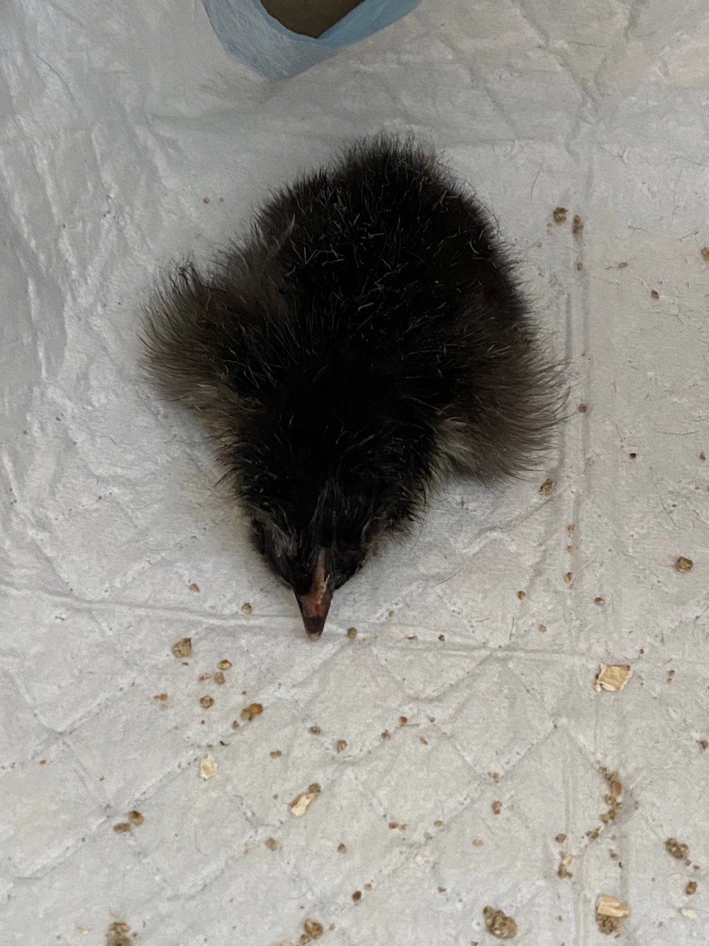 Chicks_3.jpeg