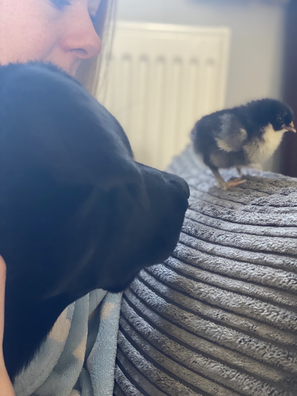 Chicks_4.jpeg