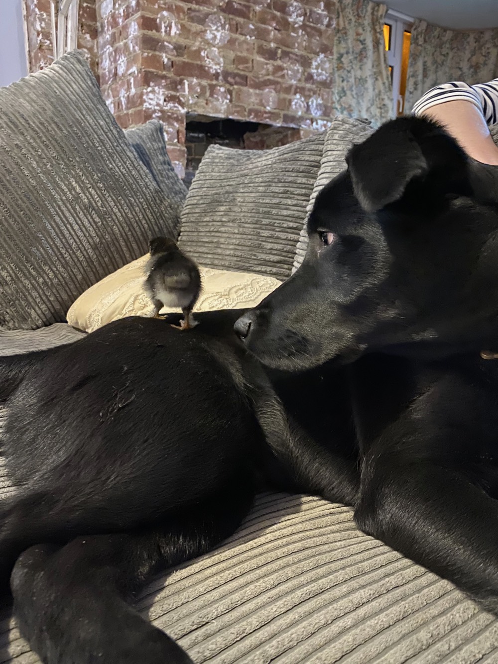 Chicks_5.jpeg