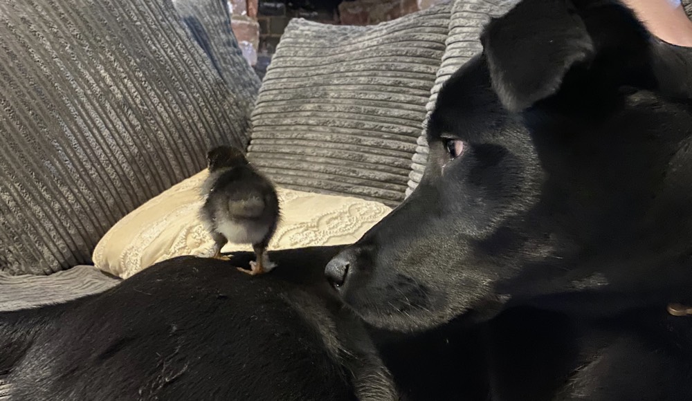 Chicks_6.jpeg?timestamp=1716073466209