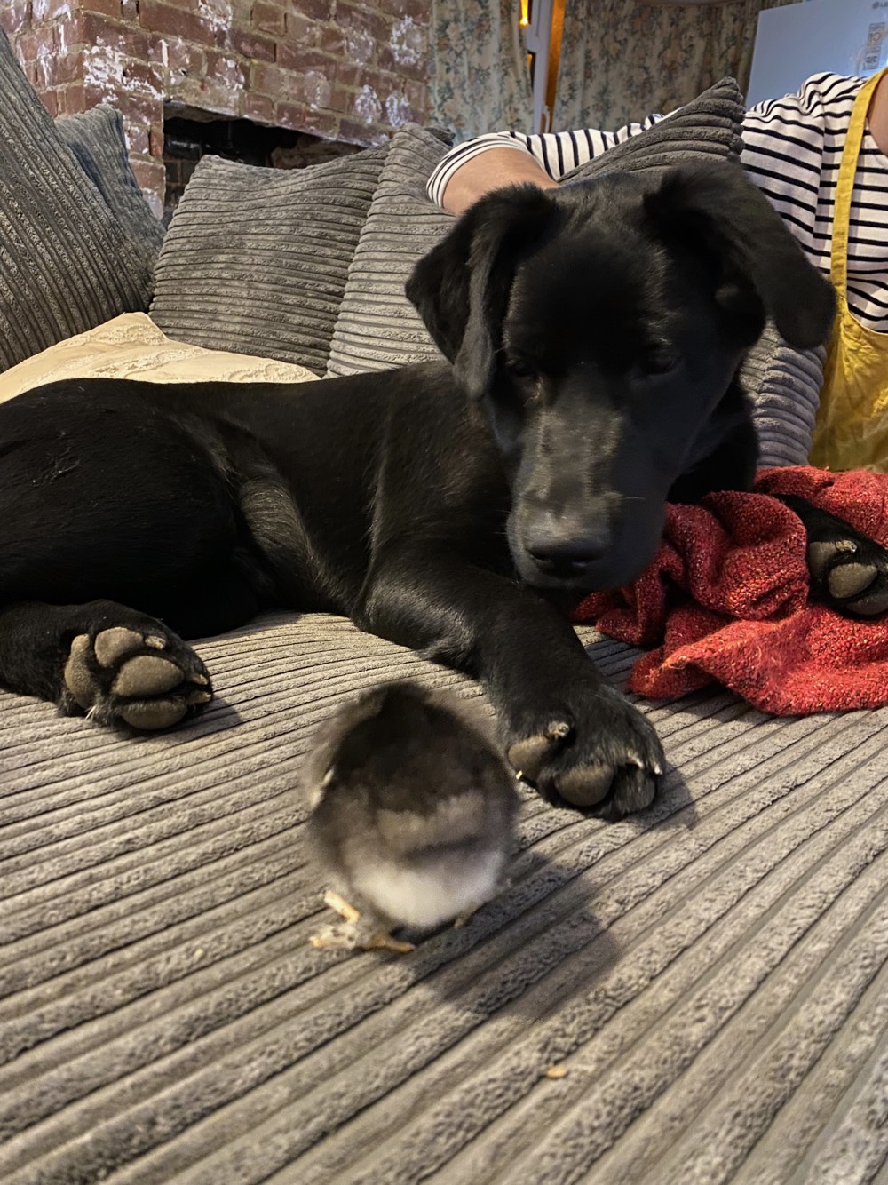Chicks_7.jpeg