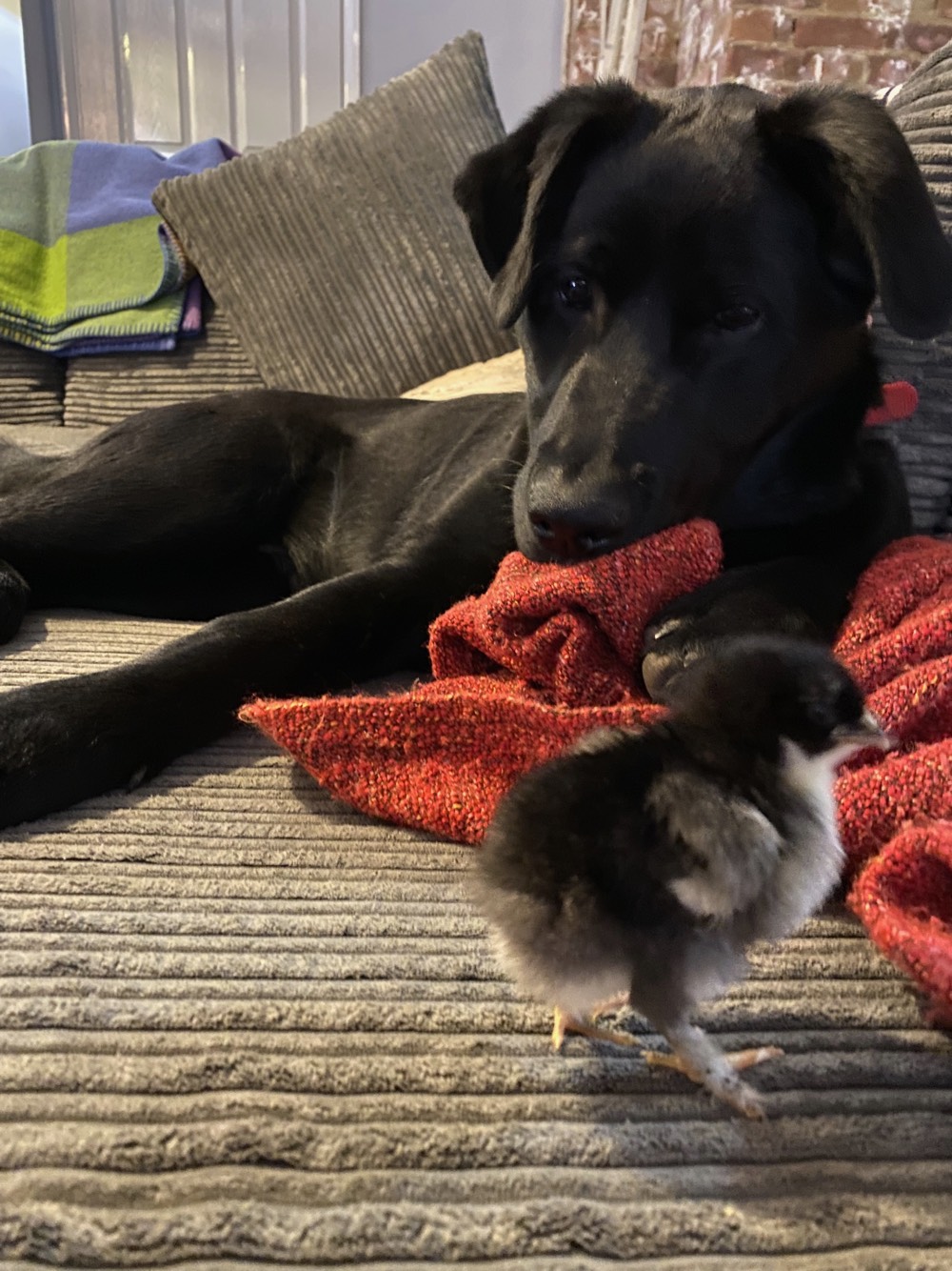 Chicks_9.jpeg