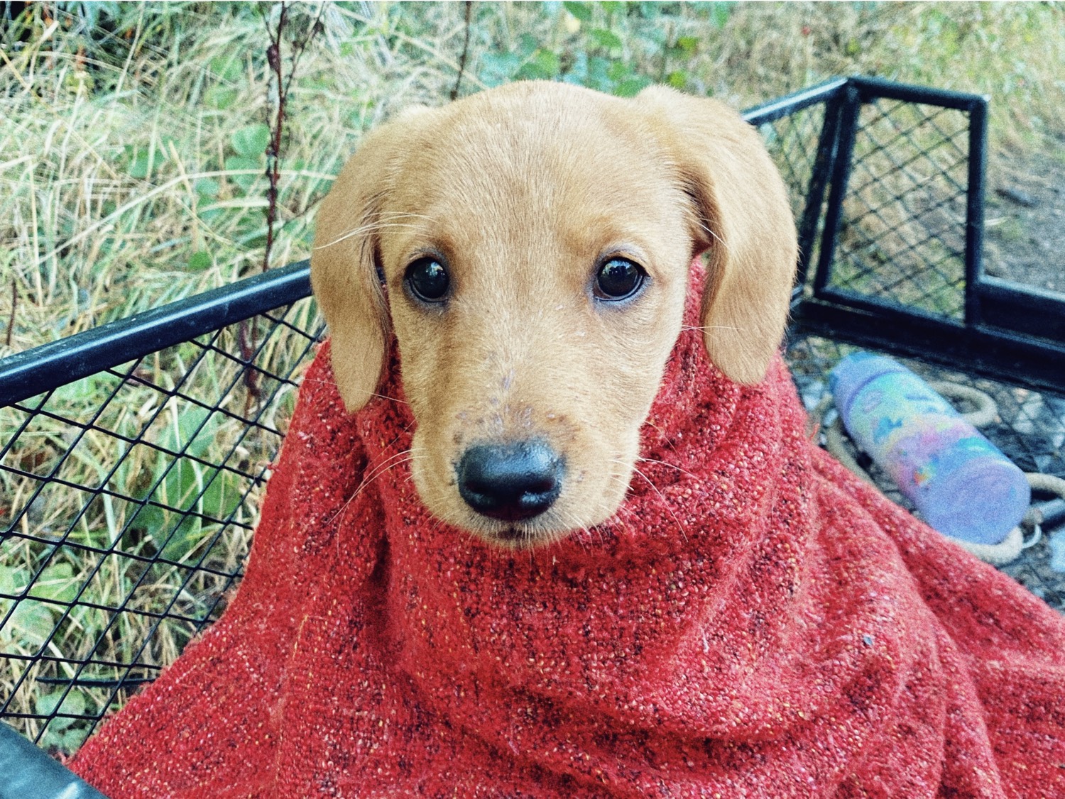 fox red labrador puppy