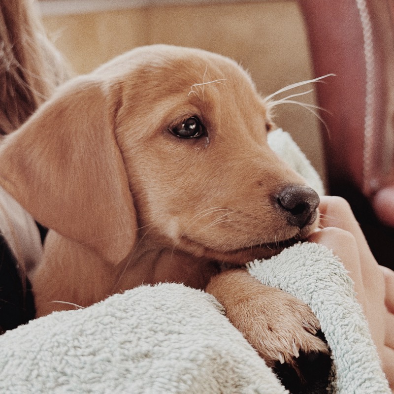 Our second dog Enza