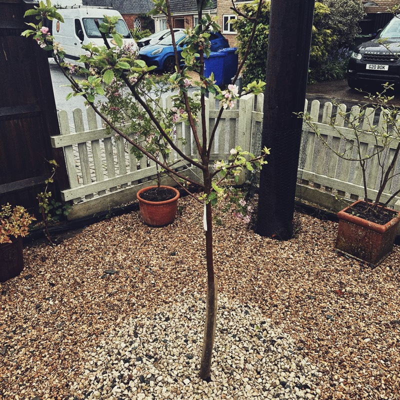 first apple tree planting