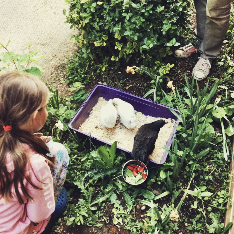 First Chickens