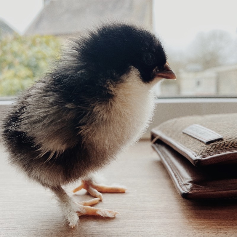 Our first hatched chick