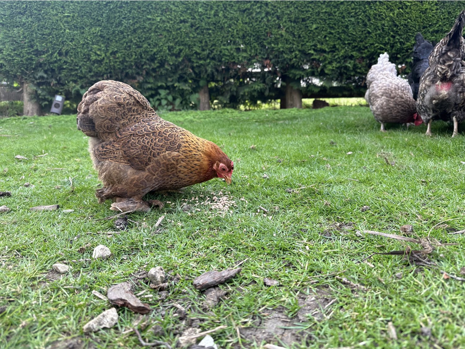 bantam chicken