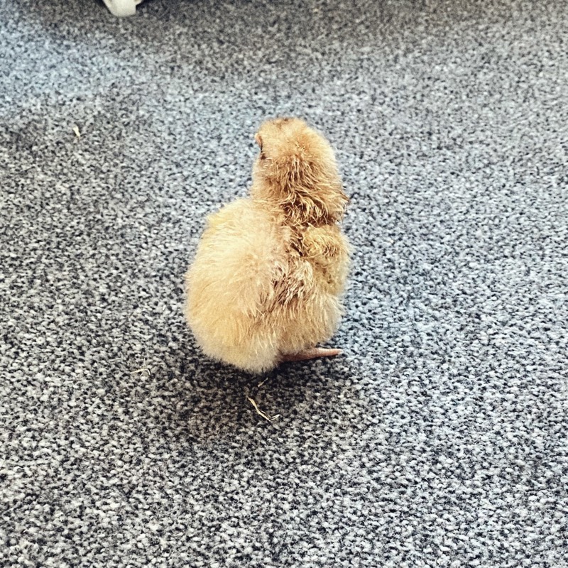 more chick hatching