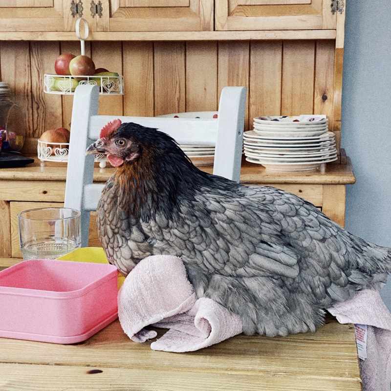 Shop bought chicken Suzy